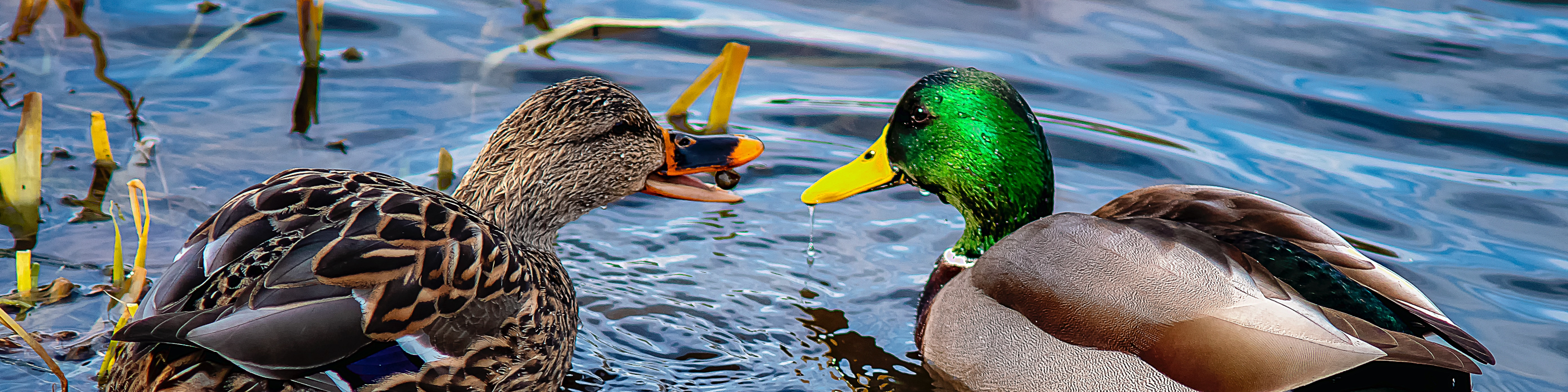 Waterbirds